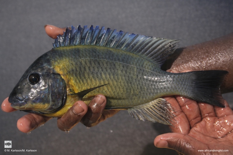 Petrochromis cf. polyodon 'Zongwe'